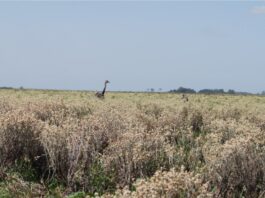 El Gobierno nacional reconoce la figura de OMEC para fortalecer la conservación de la biodiversidad